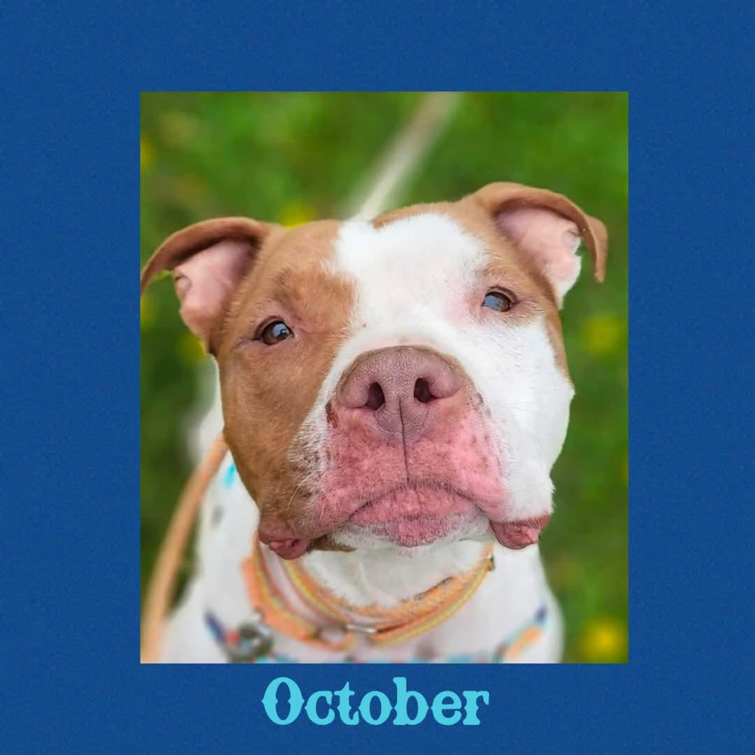 October, Adoptable, Senior Male Terrier.