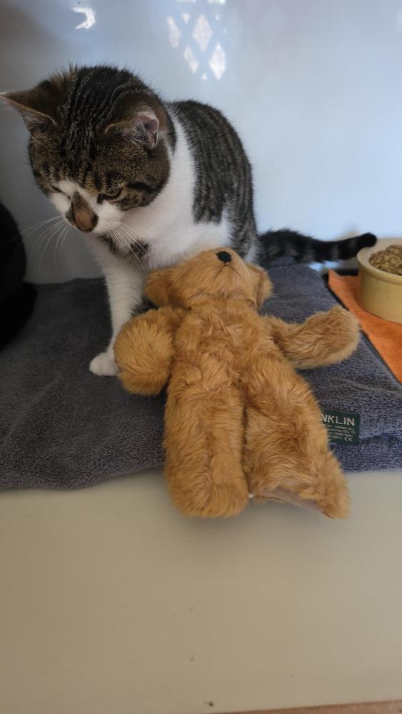 Captain America, Adoptable, Young Male Domestic Short Hair.