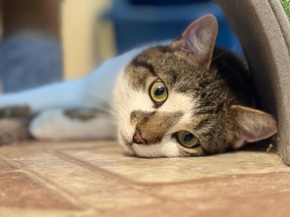 Captain America, Adoptable, Young Male Domestic Short Hair.