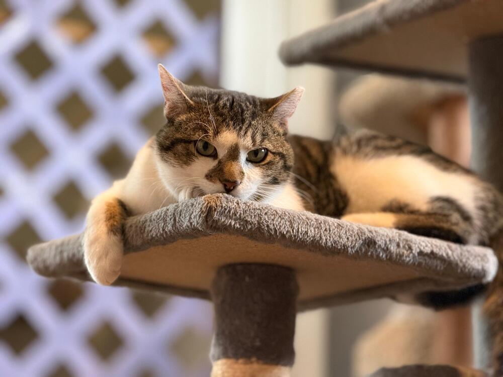 Enlarge Captain America, a Adoptable Domestic Short Hair in Skippack, PA image 2/6