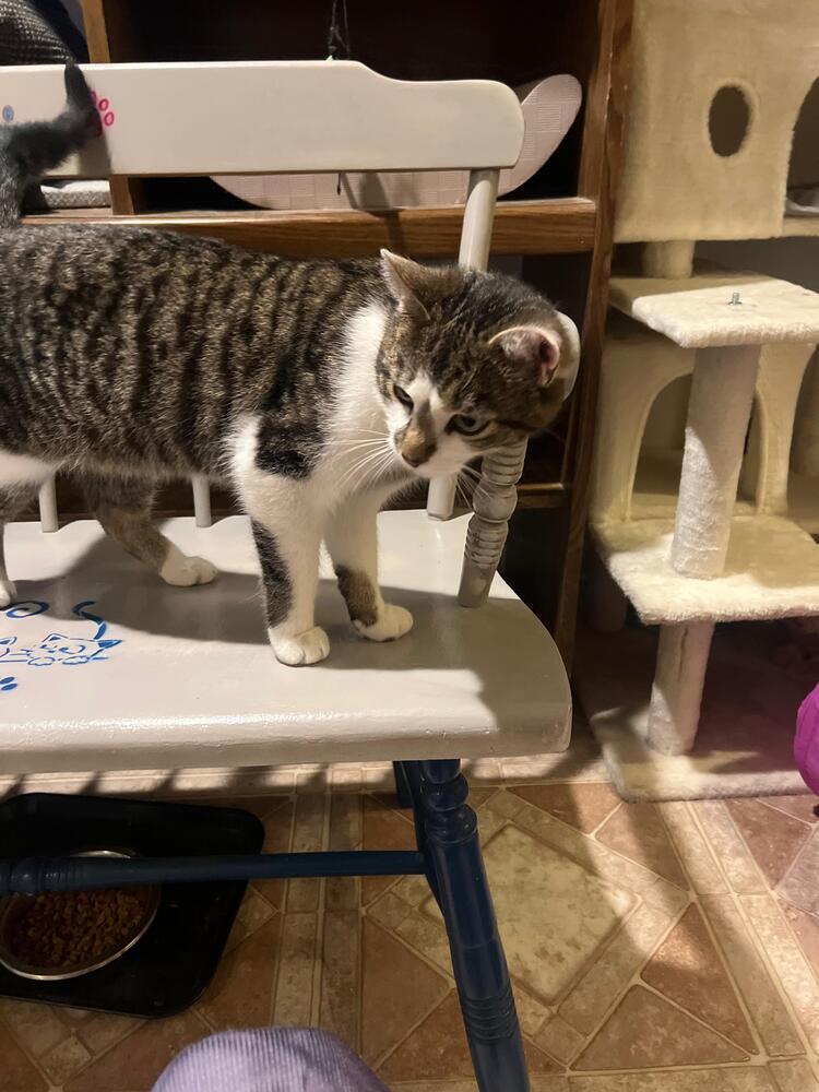 Enlarge Captain America, a Adoptable Domestic Short Hair in Skippack, PA image 3/6