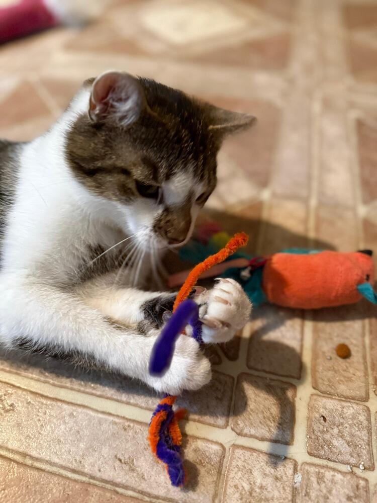 Enlarge Captain America, a Adoptable Domestic Short Hair in Skippack, PA image 3/6
