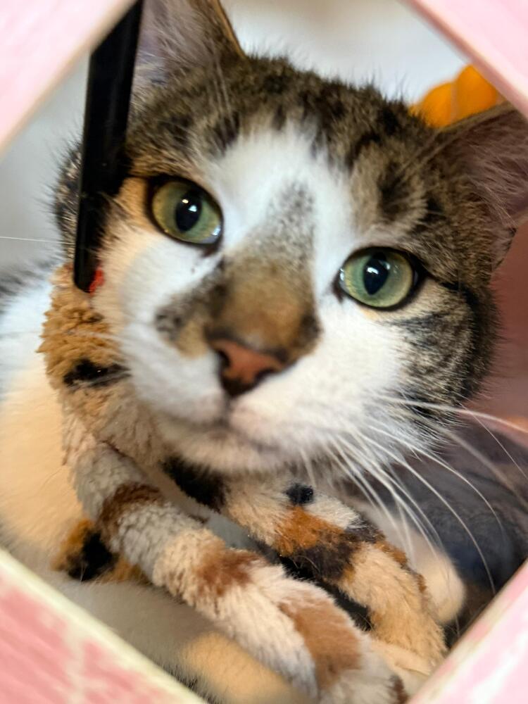 Enlarge Captain America, a Adoptable Domestic Short Hair in Skippack, PA image 5/6