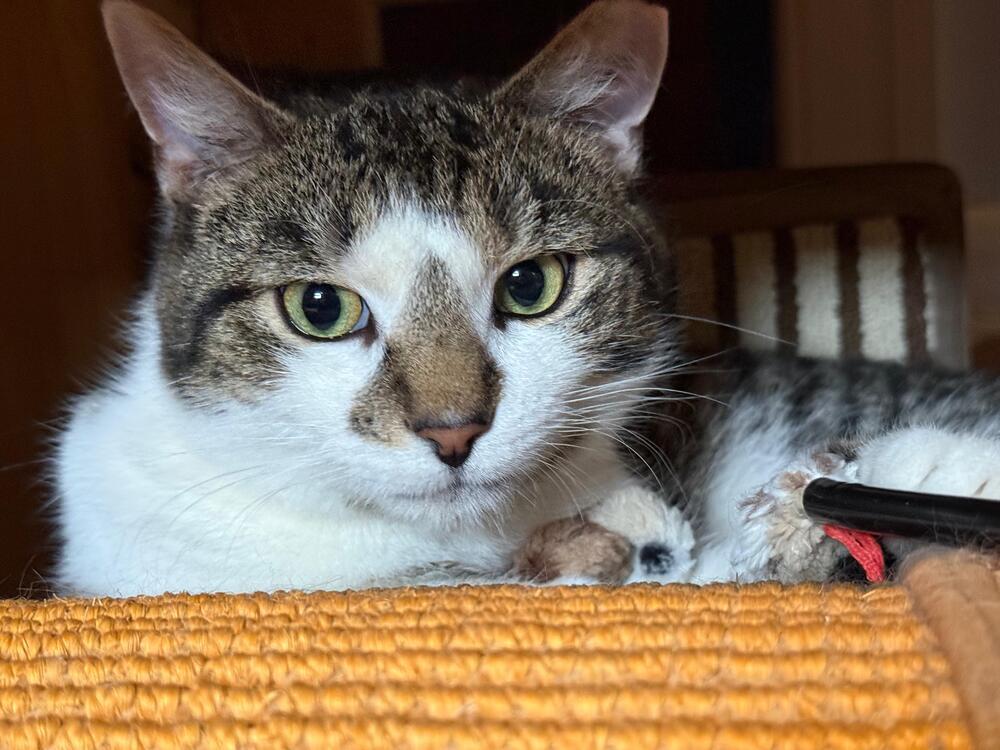 Enlarge Captain America, a Adoptable Domestic Short Hair in Skippack, PA image 5/6