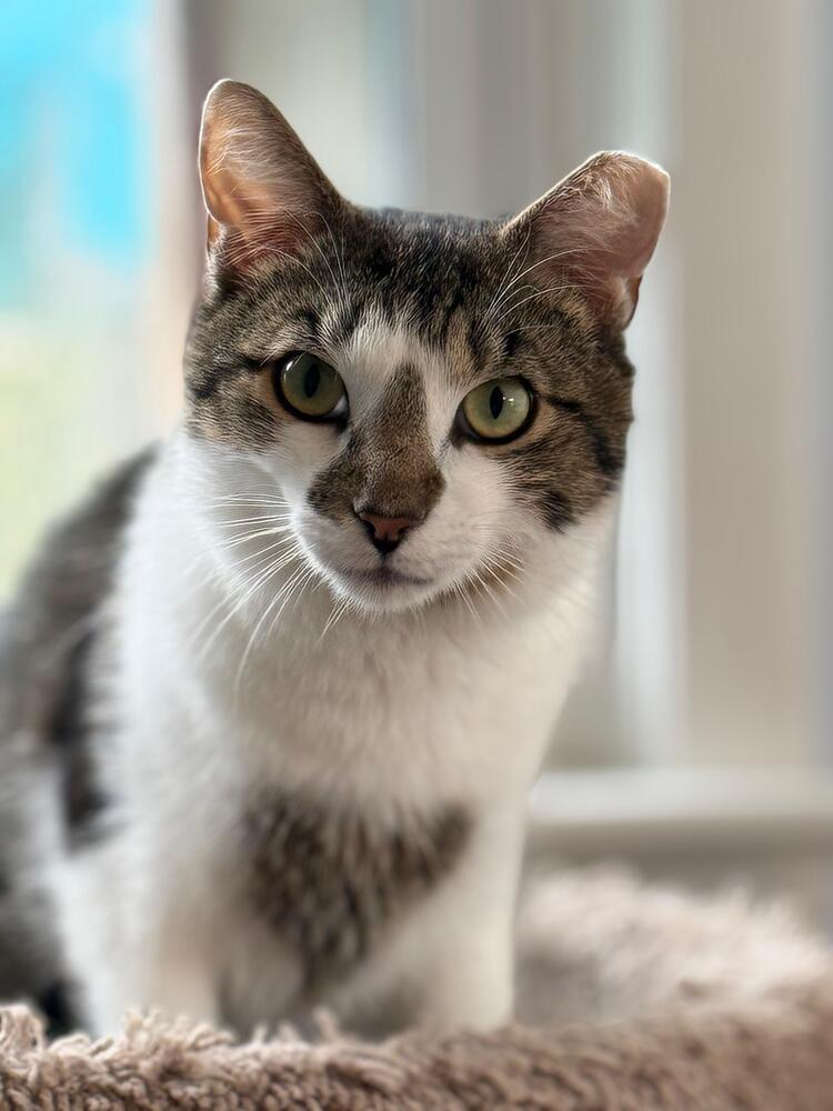 Enlarge Captain America, a Adoptable Domestic Short Hair in Skippack, PA image 6/6