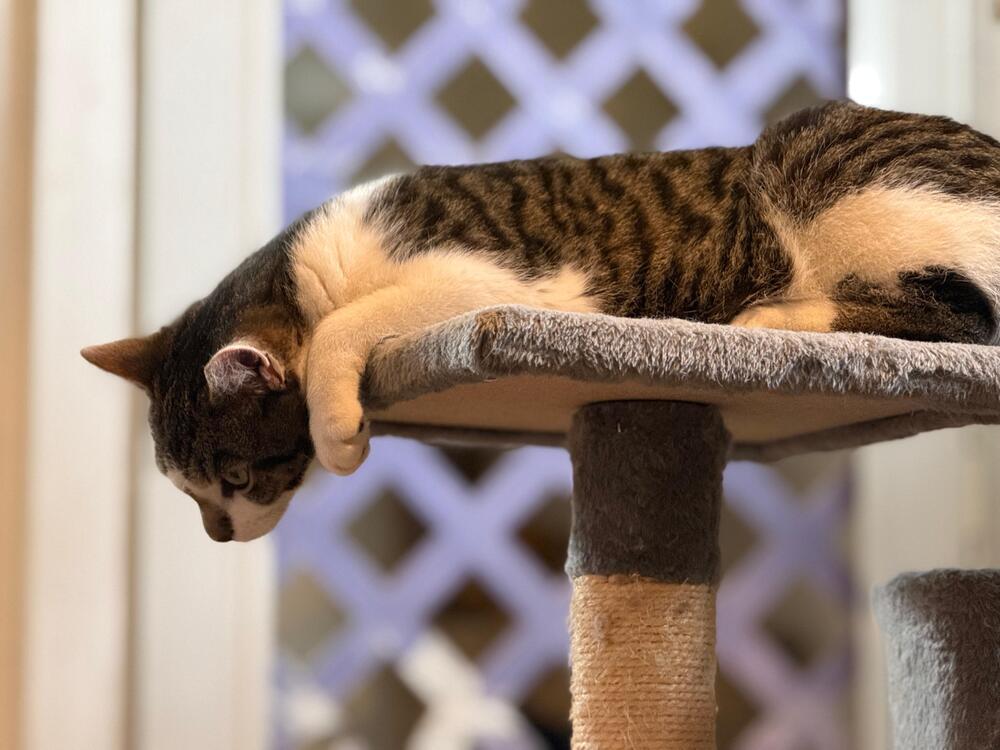 Enlarge Captain America, a Adoptable Domestic Short Hair in Skippack, PA image 6/6