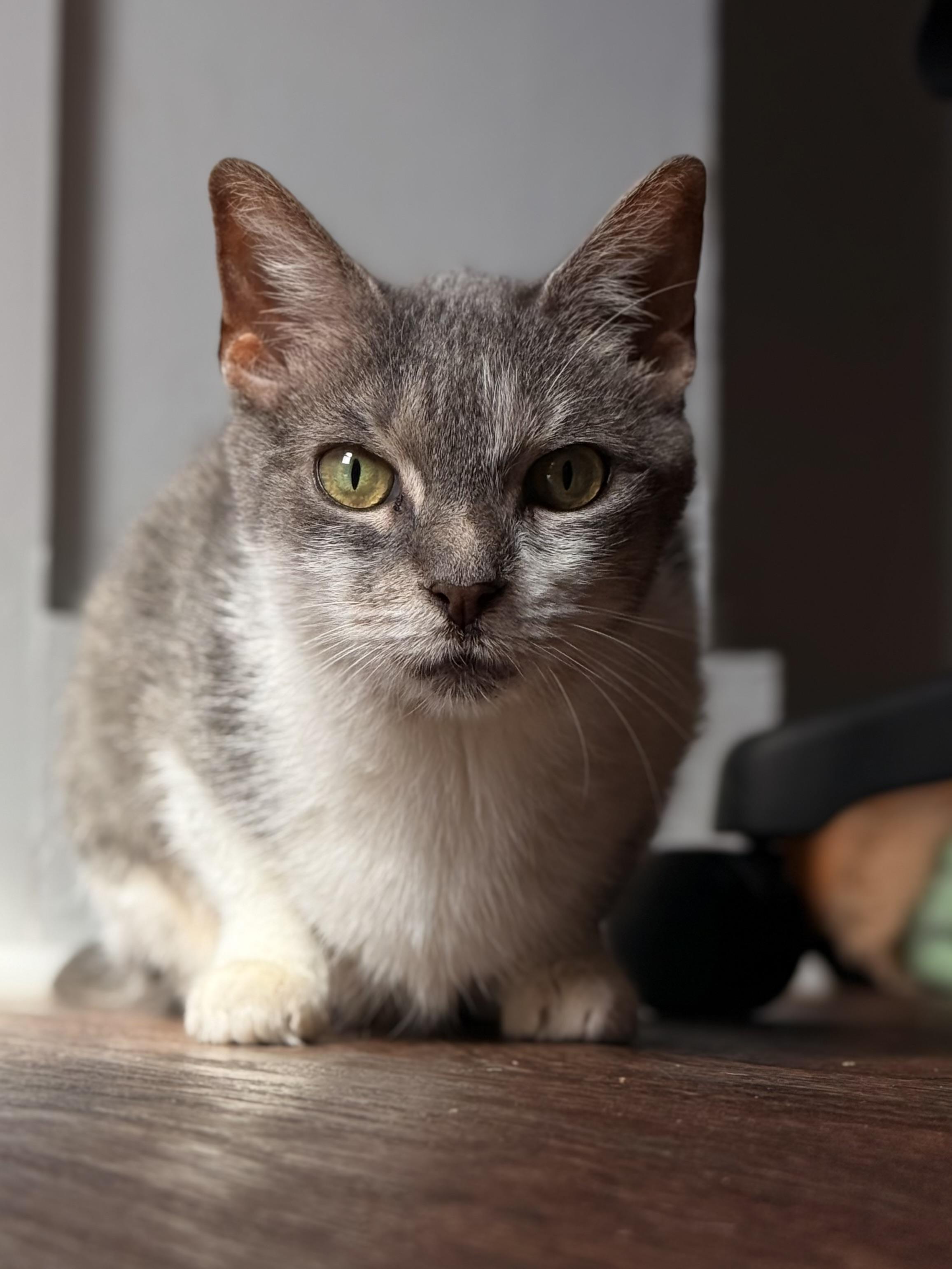 Enlarge Sabrina, a Adoptable Domestic Short Hair in Dover, DE image 2/5