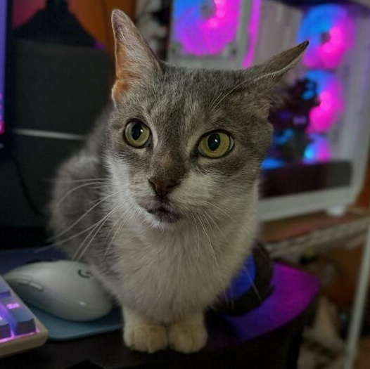 Enlarge Sabrina, a ADOPTABLE Domestic Short Hair in Dover, DE image 2/4