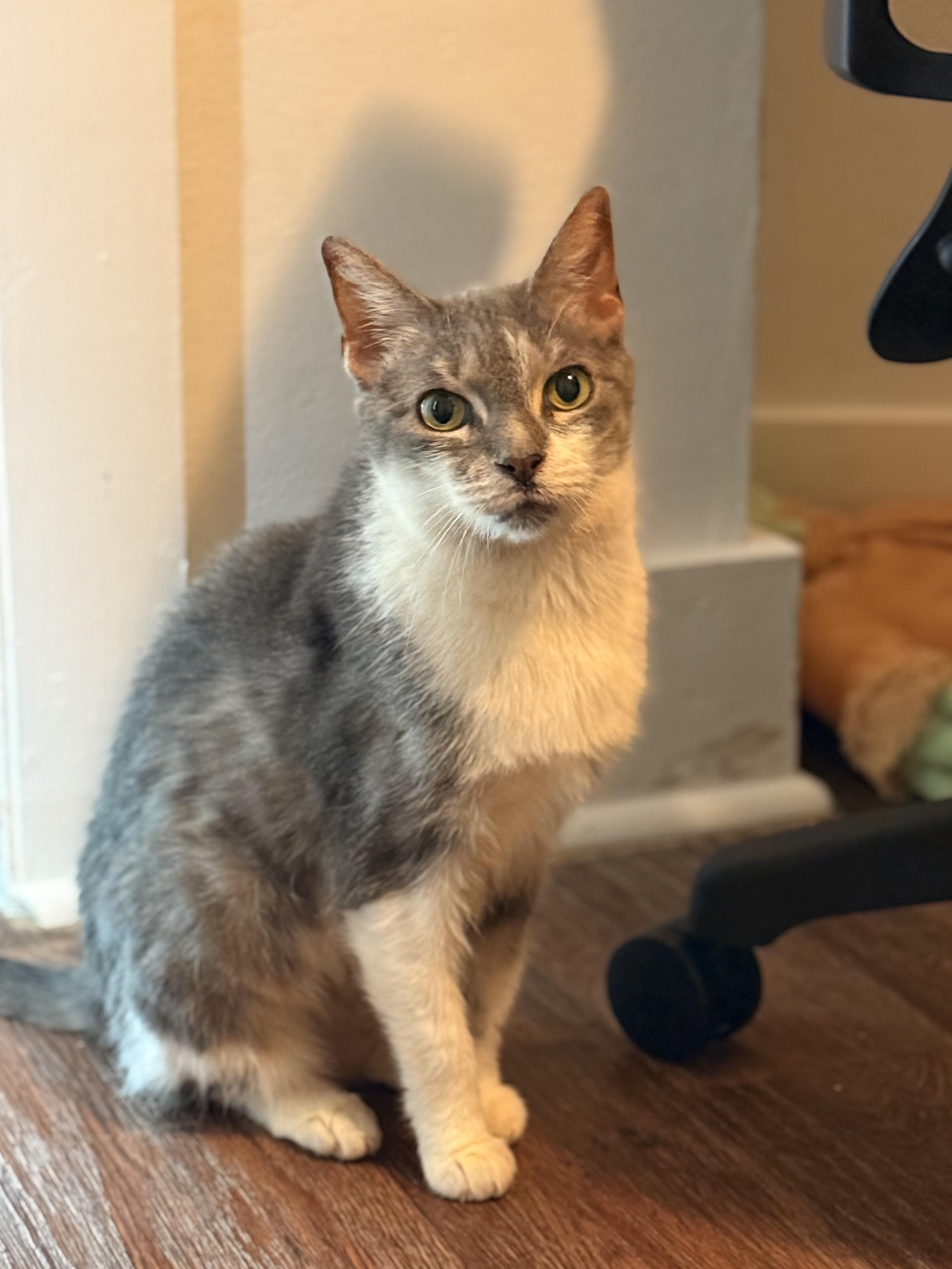 Sabrina, Adoptable, Senior Female Domestic Short Hair.