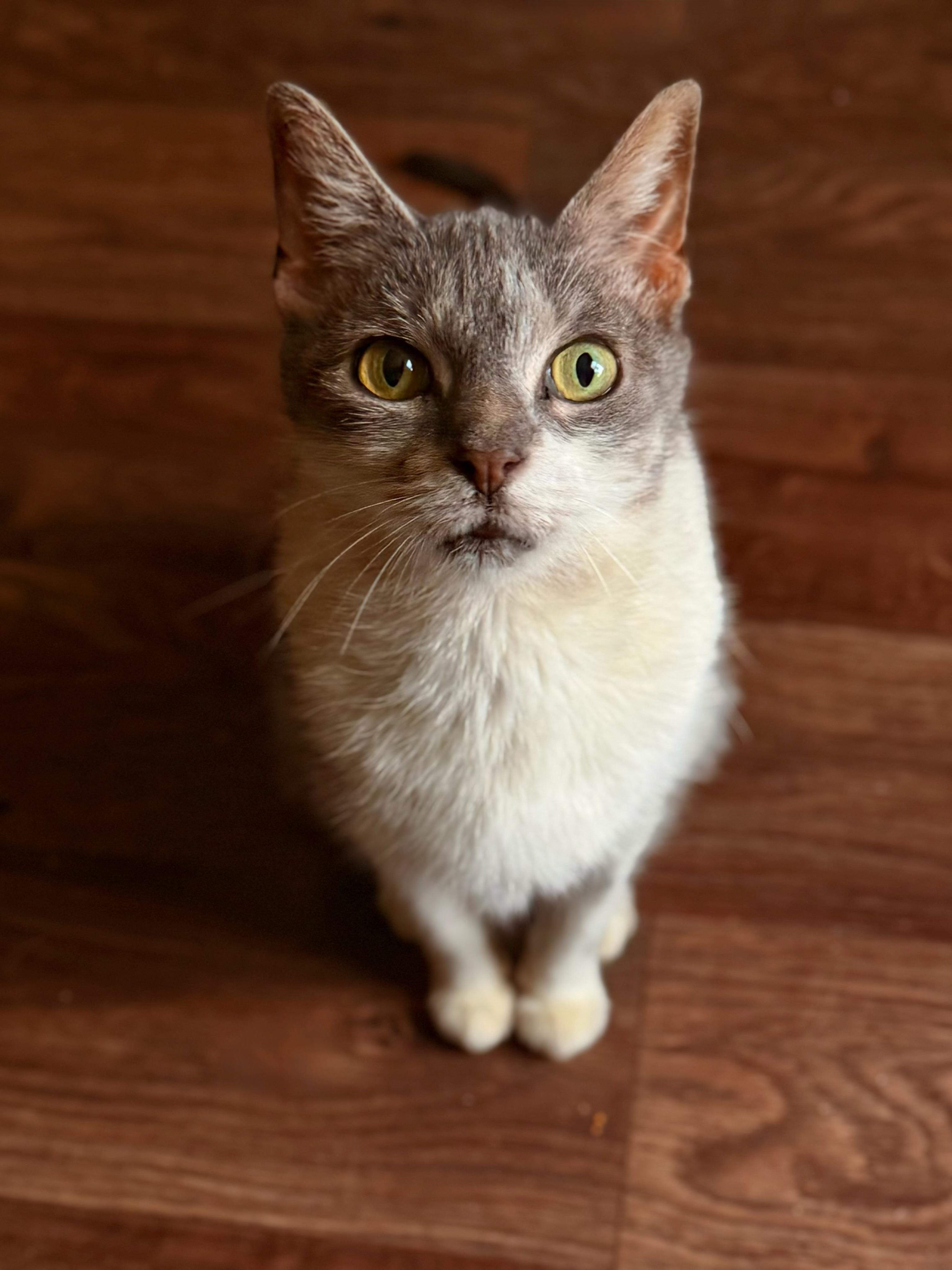 Sabrina, ADOPTABLE, Senior Female Domestic Short Hair.