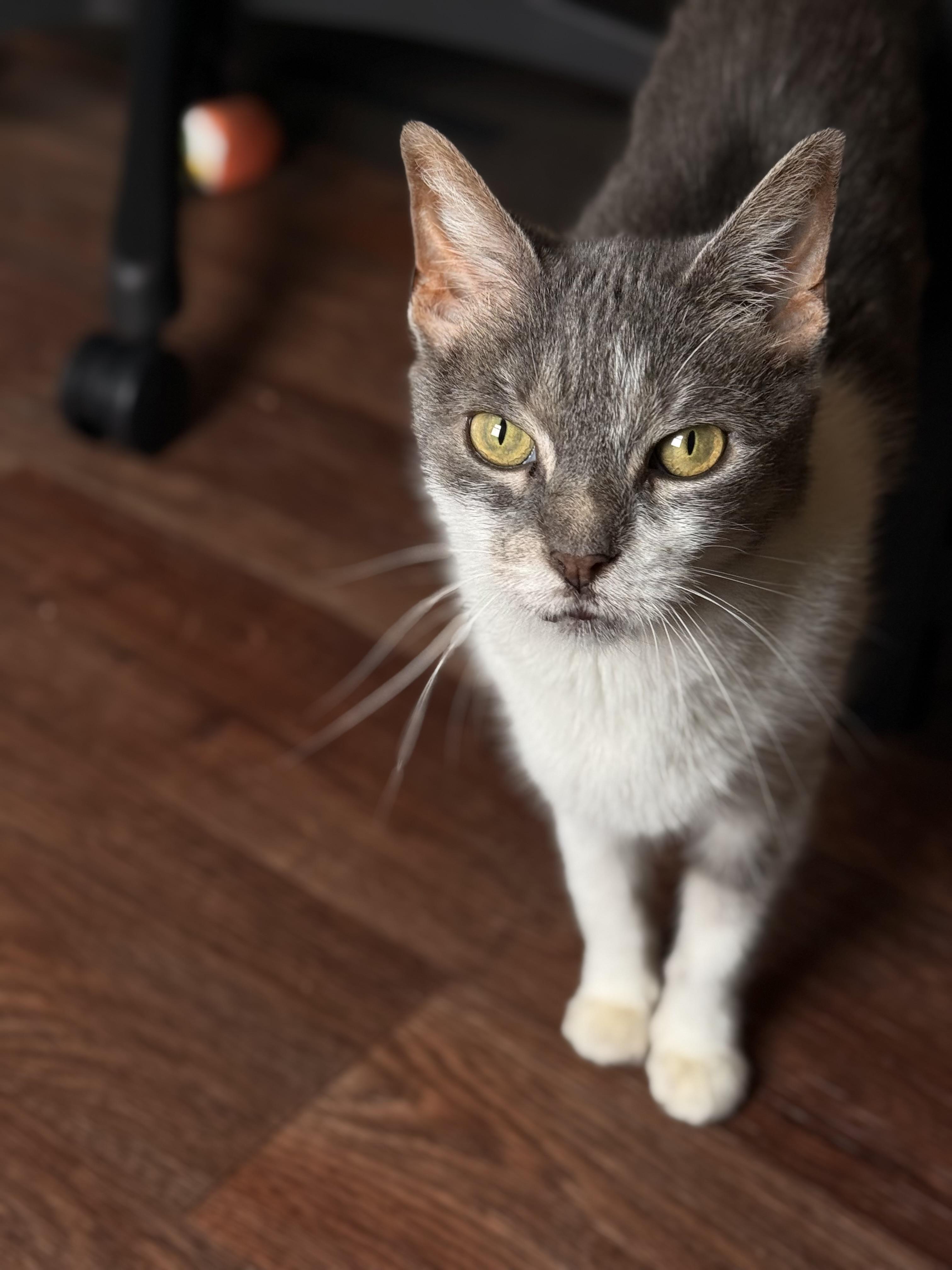 Enlarge Sabrina, a Adoptable Domestic Short Hair in Dover, DE image 3/5