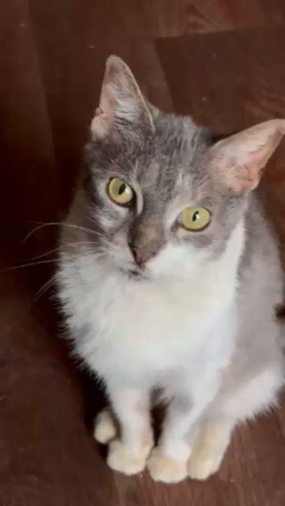 Enlarge Sabrina, a ADOPTABLE Domestic Short Hair in Dover, DE video 4/4