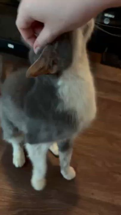 Enlarge Sabrina, a ADOPTABLE Domestic Short Hair in Dover, DE video 3/4