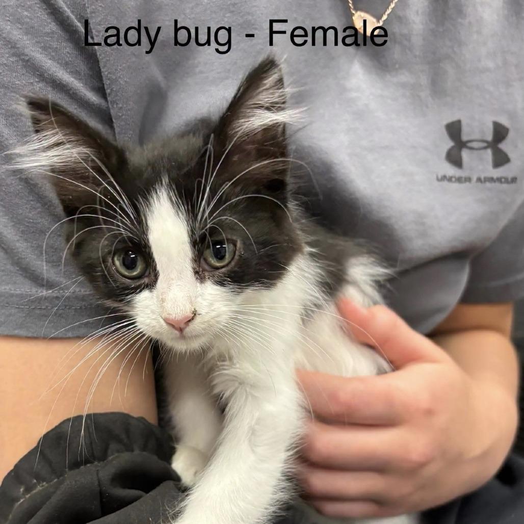 firefly, a Adoptable American Shorthair in Collinsville , OK image 1/4