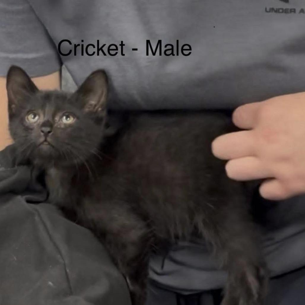 firefly, a Adoptable American Shorthair in Collinsville , OK image 3/4