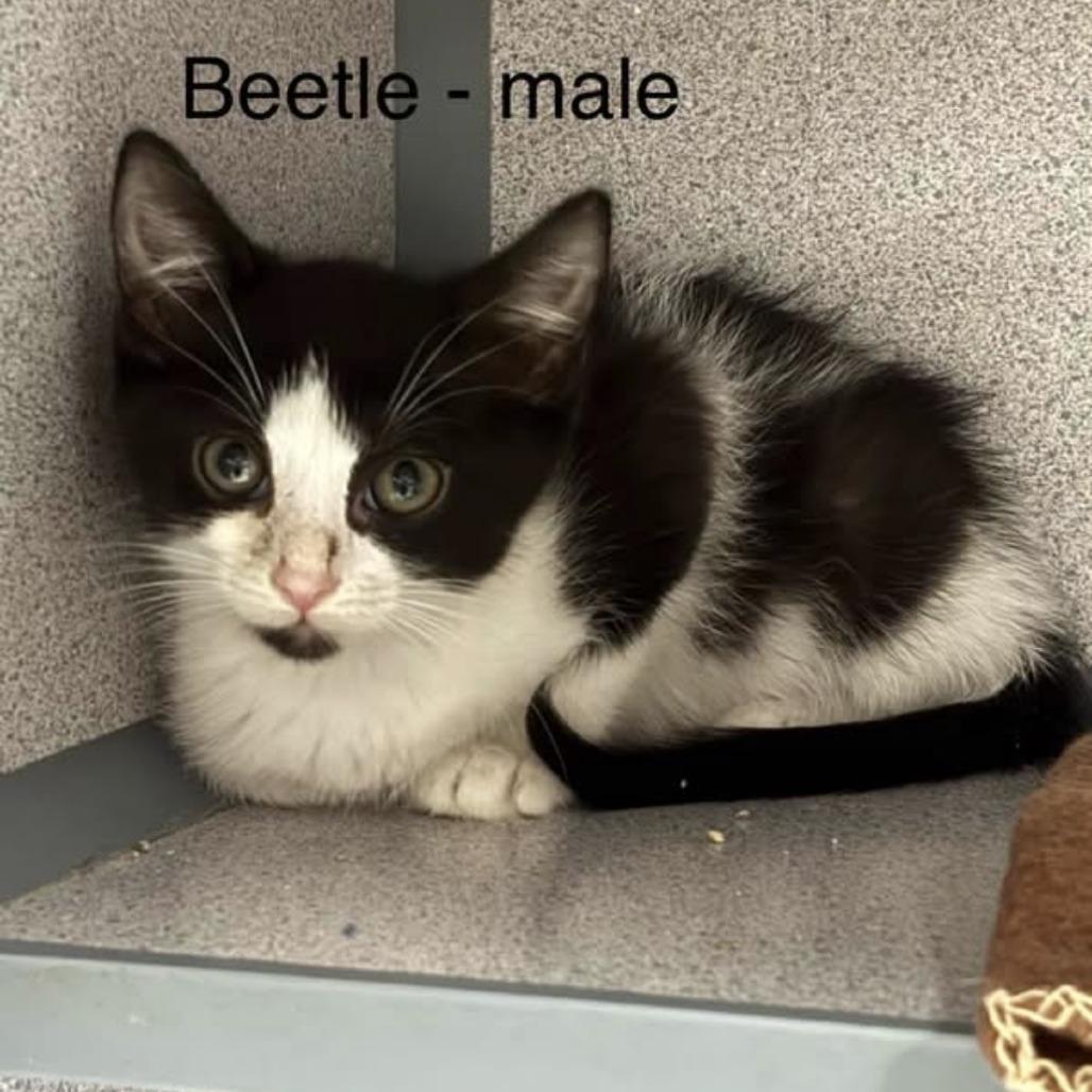 firefly, a Adoptable American Shorthair in Collinsville , OK image 4/4
