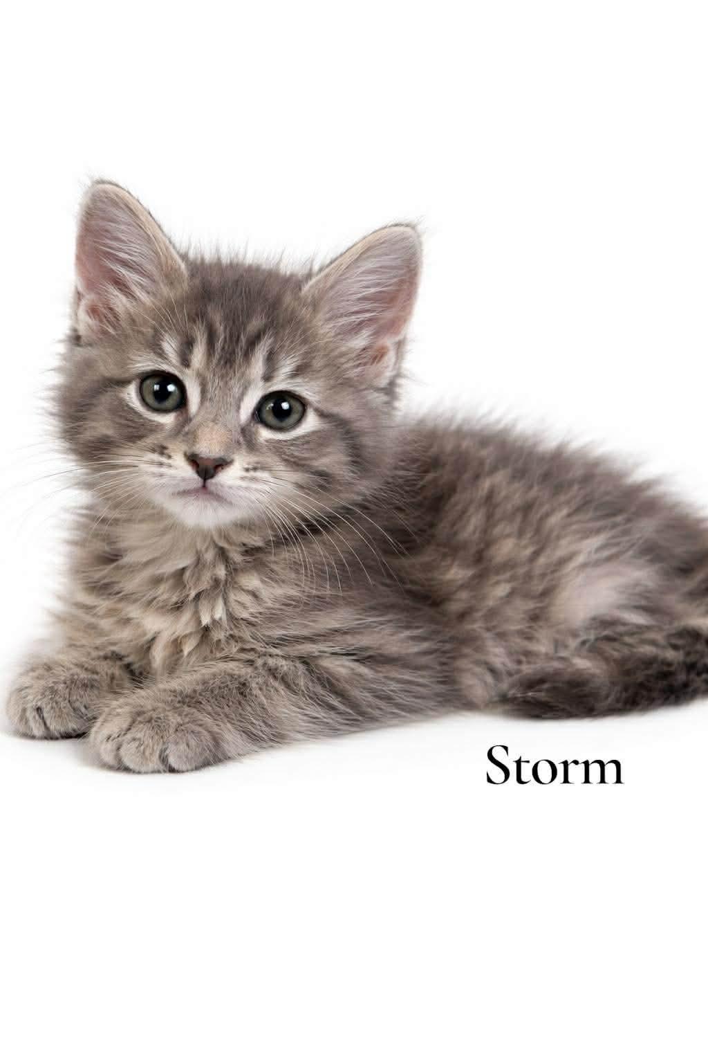 Enlarge Storm, an adopted Domestic Long Hair in Stevensville, MI image 1/1