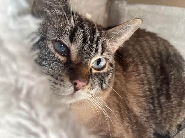 Ms. Olivia Iris, a ADOPTABLE mixed breed in Eagle Point, OR image 1/3