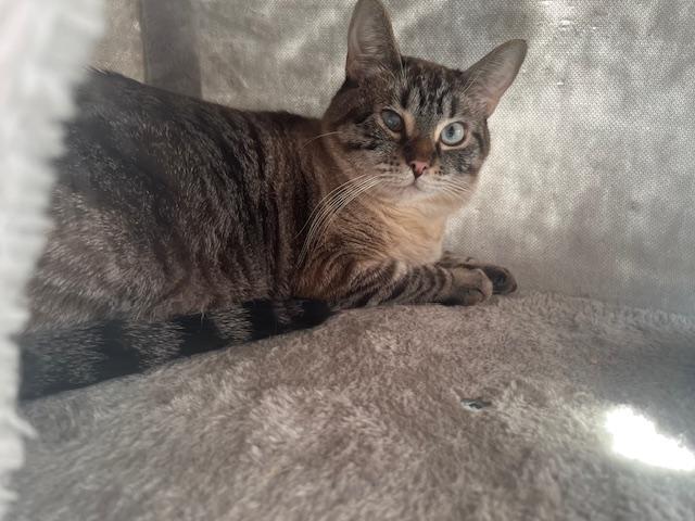 Ms. Olivia Iris, a ADOPTABLE mixed breed in Eagle Point, OR image 3/3