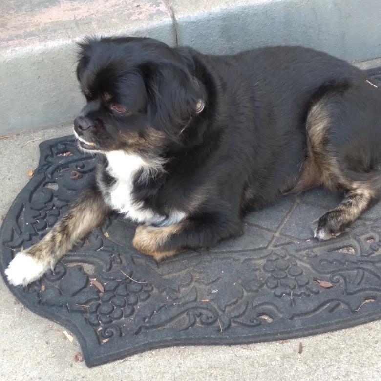 Archie/Courtesy Post, Adoptable, Senior Male Spaniel & Cockapoo.