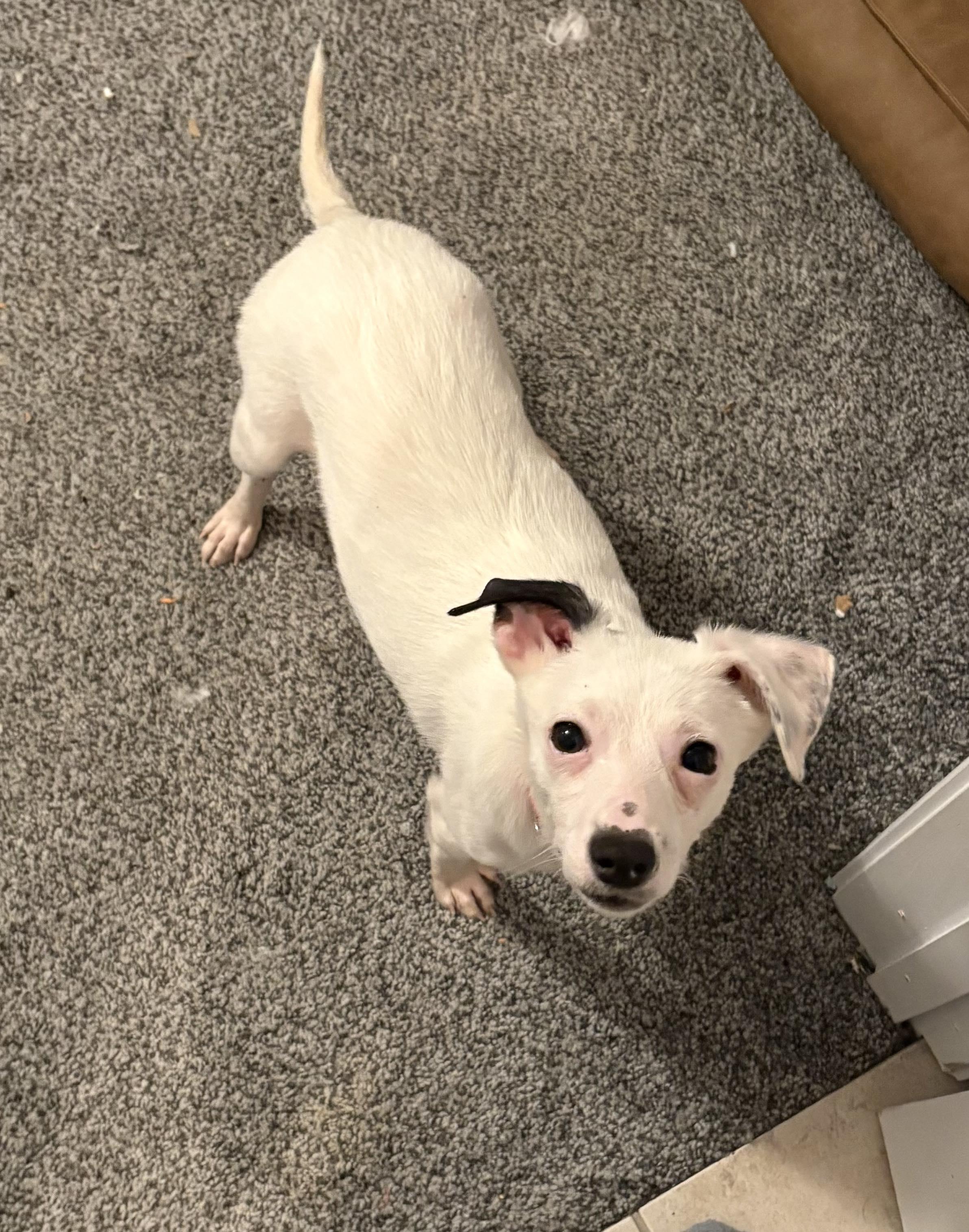 Ruby, a Adoptable mixed breed in Myrtle Beach, SC image 1/2