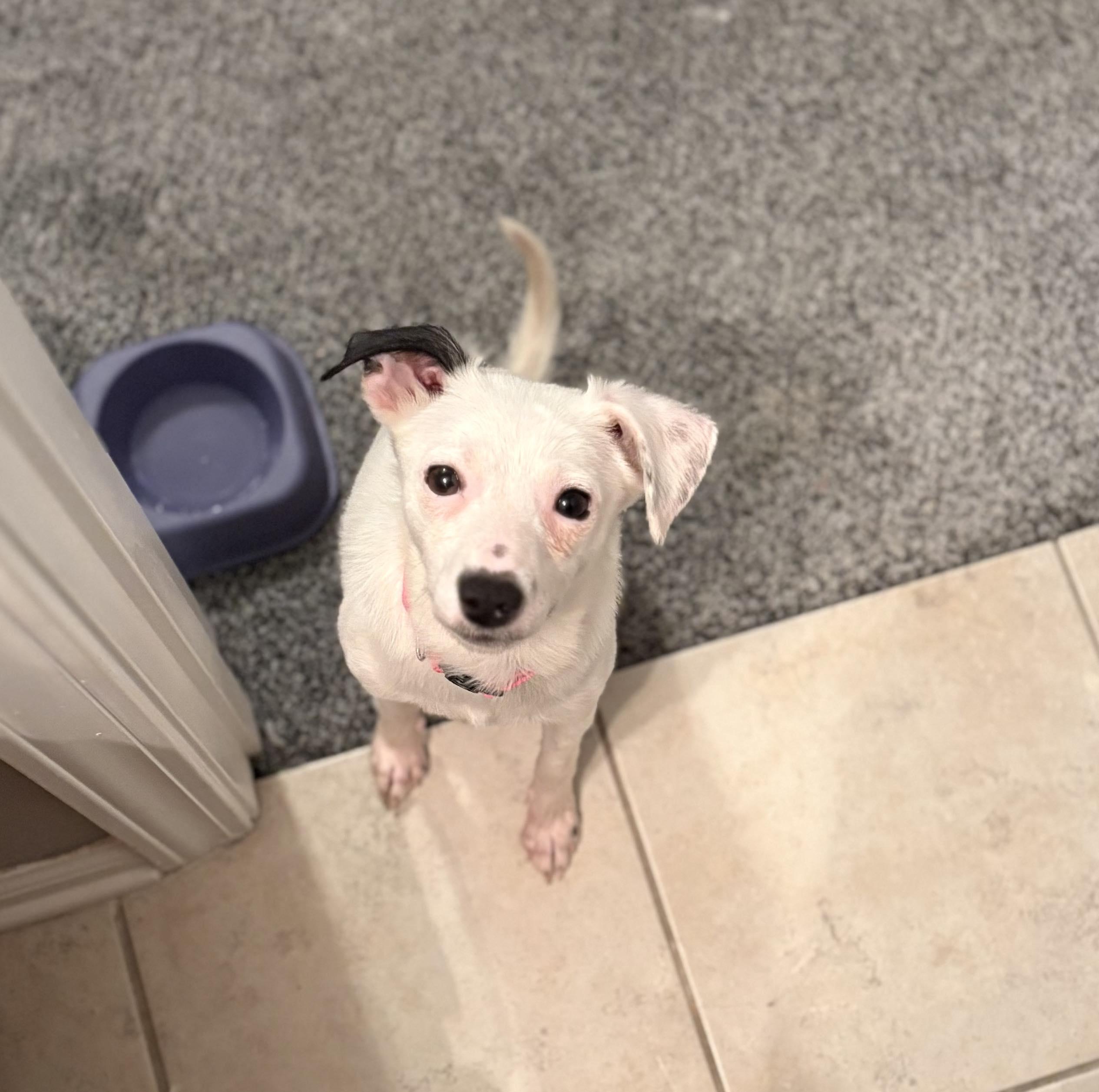 Ruby, a Adoptable mixed breed in Myrtle Beach, SC image 2/2