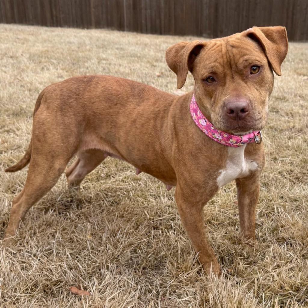 Whitney, Adoptable, Young Female Pit Bull Terrier.