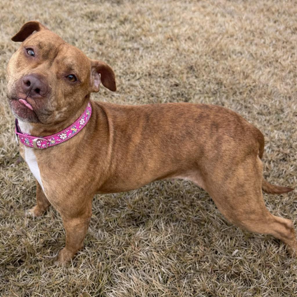 Whitney, a Adoptable mixed breed in Princeton, MA image 2/6