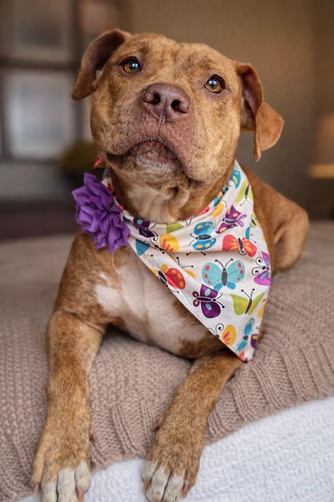 Whitney, a Adoptable mixed breed in Princeton, MA image 3/6