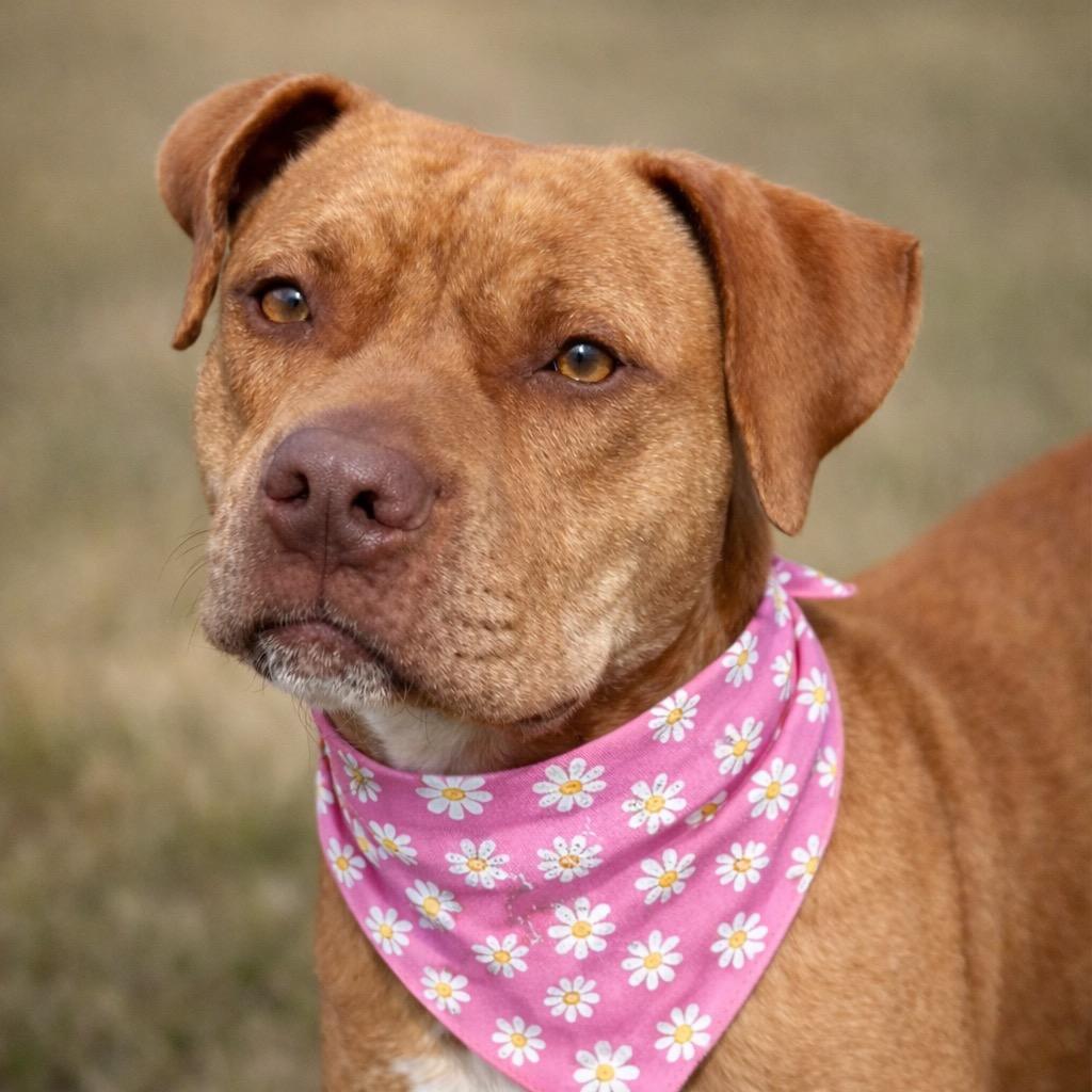 Whitney, a Adoptable mixed breed in Princeton, MA image 4/6