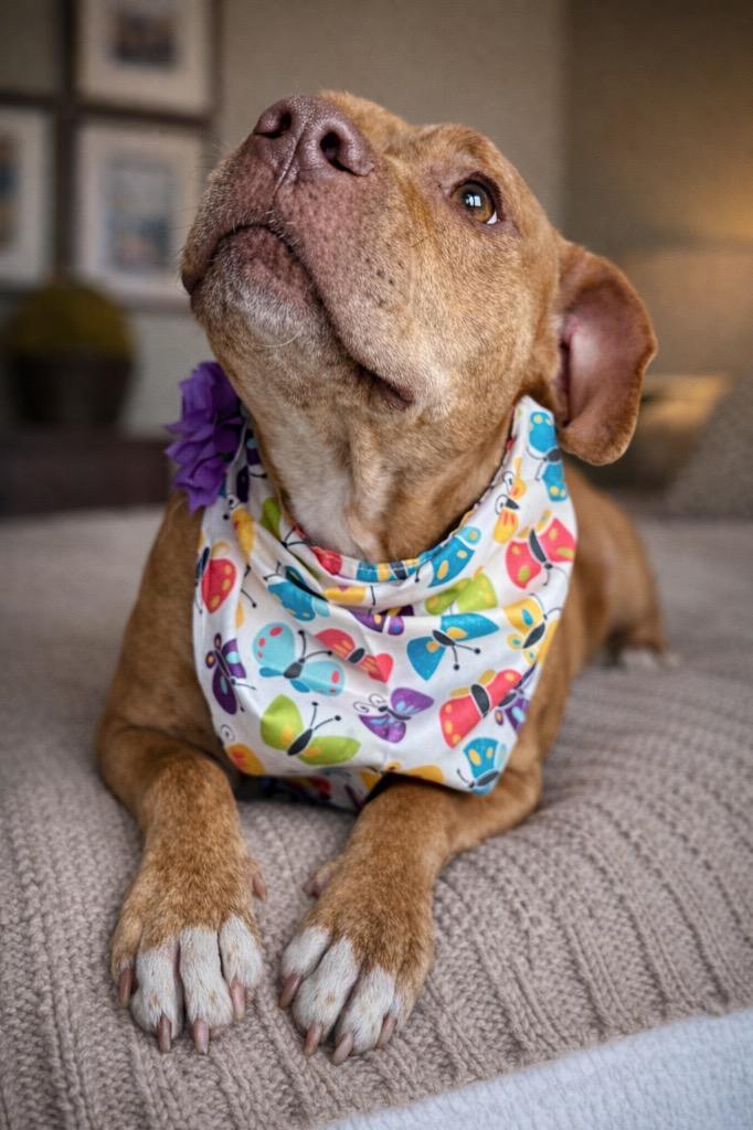 Whitney, a Adoptable mixed breed in Princeton, MA image 6/6
