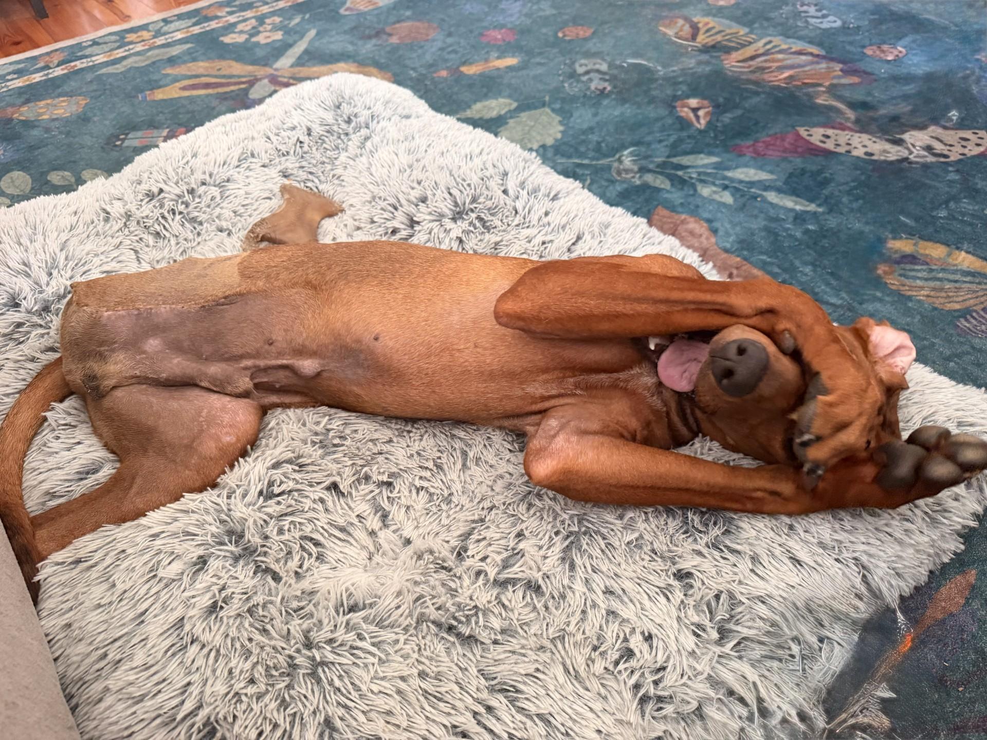 Enlarge Night Ranger (AL), an adopted Redbone Coonhound in Mobile, AL image 2/5