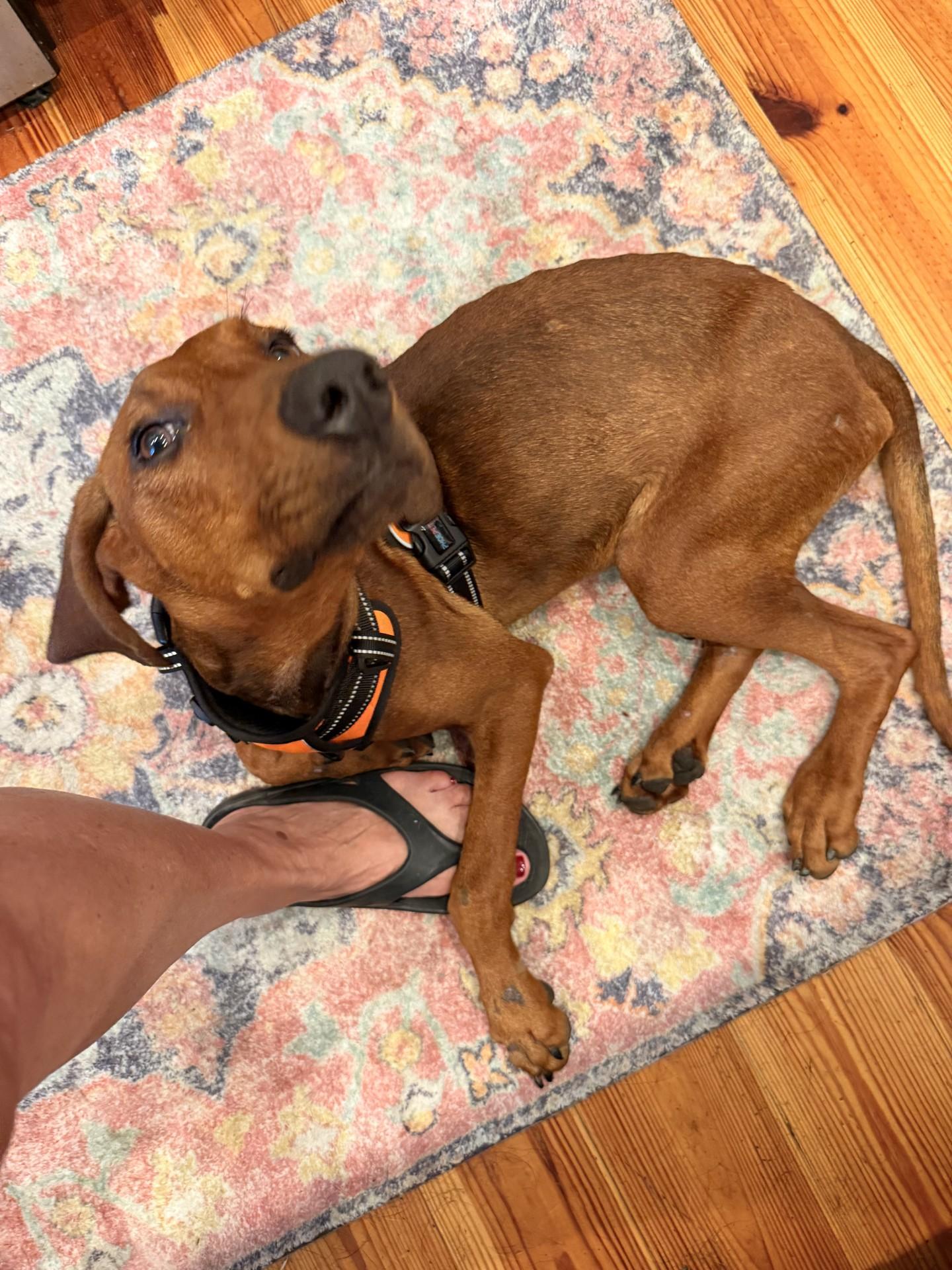 Enlarge Night Ranger (AL), an adopted Redbone Coonhound in Mobile, AL image 5/5