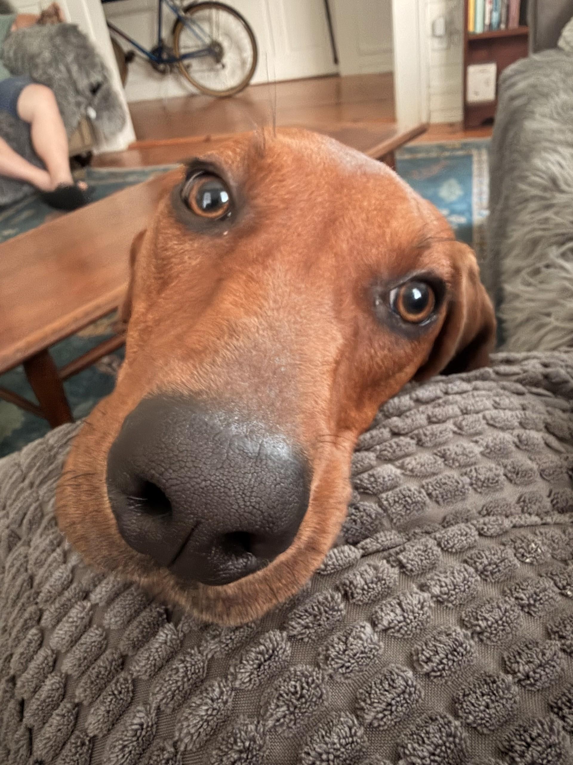 Enlarge Night Ranger (AL), an adopted Redbone Coonhound in Mobile, AL image 3/5