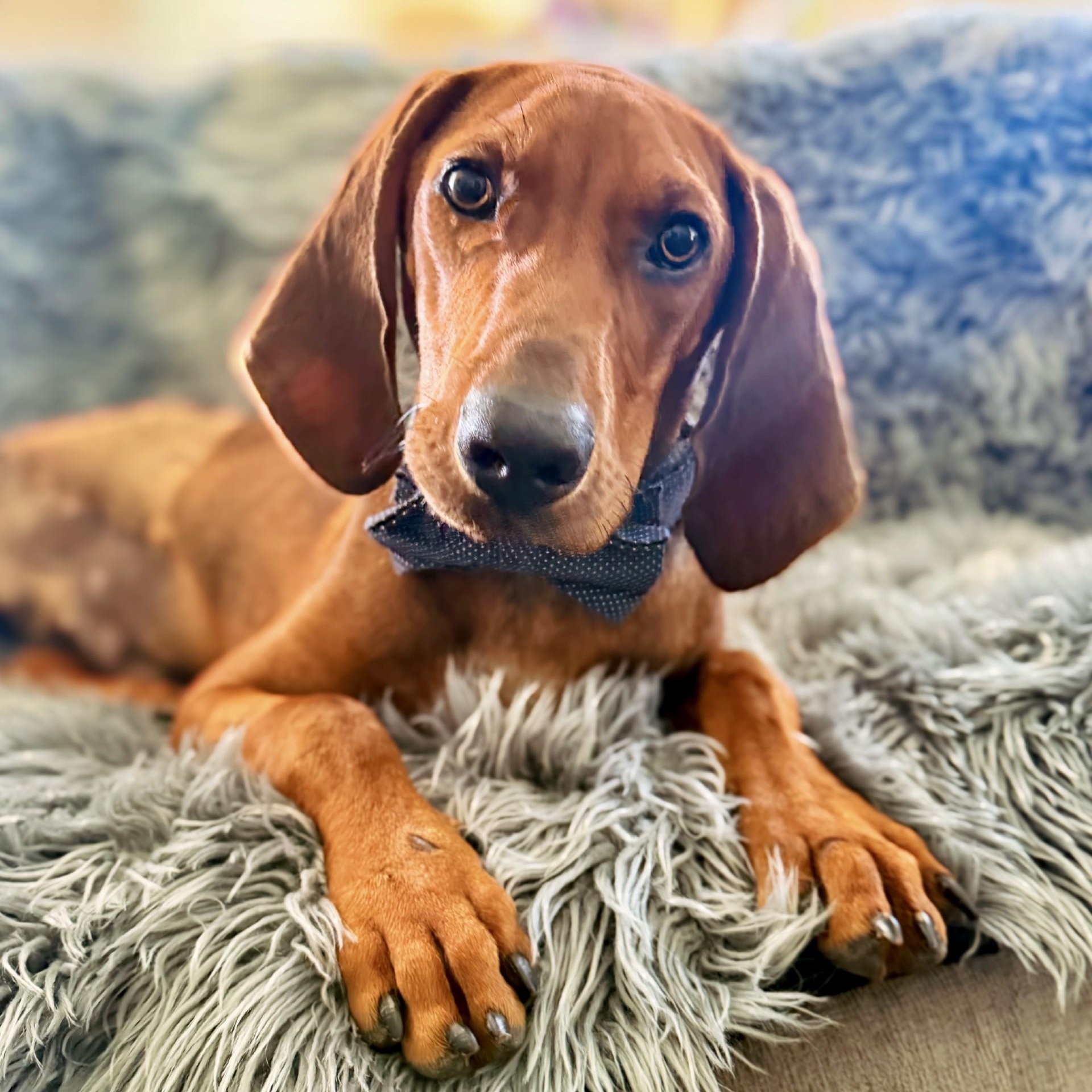 Enlarge Night Ranger (AL), an adopted Redbone Coonhound in Mobile, AL image 1/5