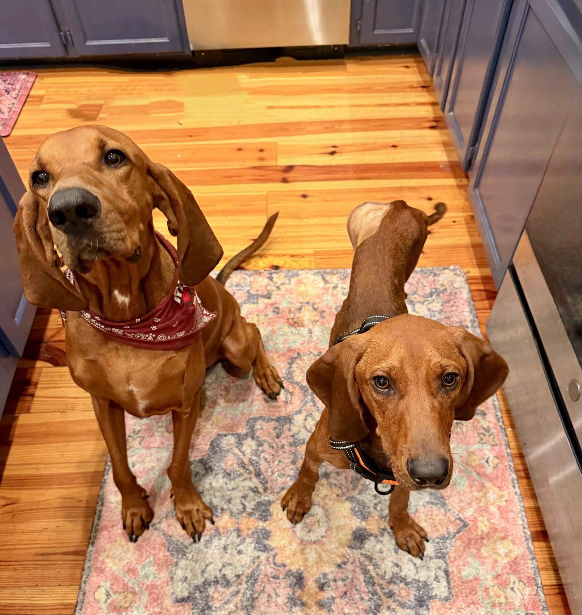 Enlarge Night Ranger (AL), an adopted Redbone Coonhound in Mobile, AL image 4/5