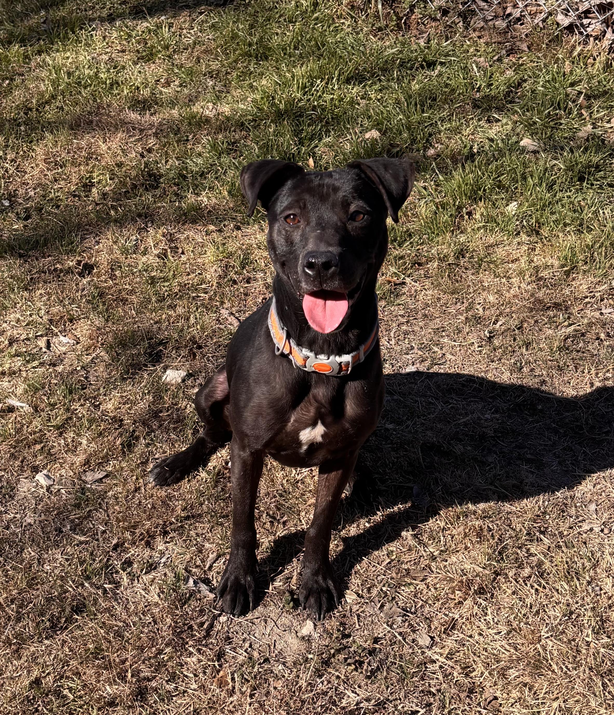 Enlarge Annie, an adopted Black Labrador Retriever in Cibolo, TX image 1/1