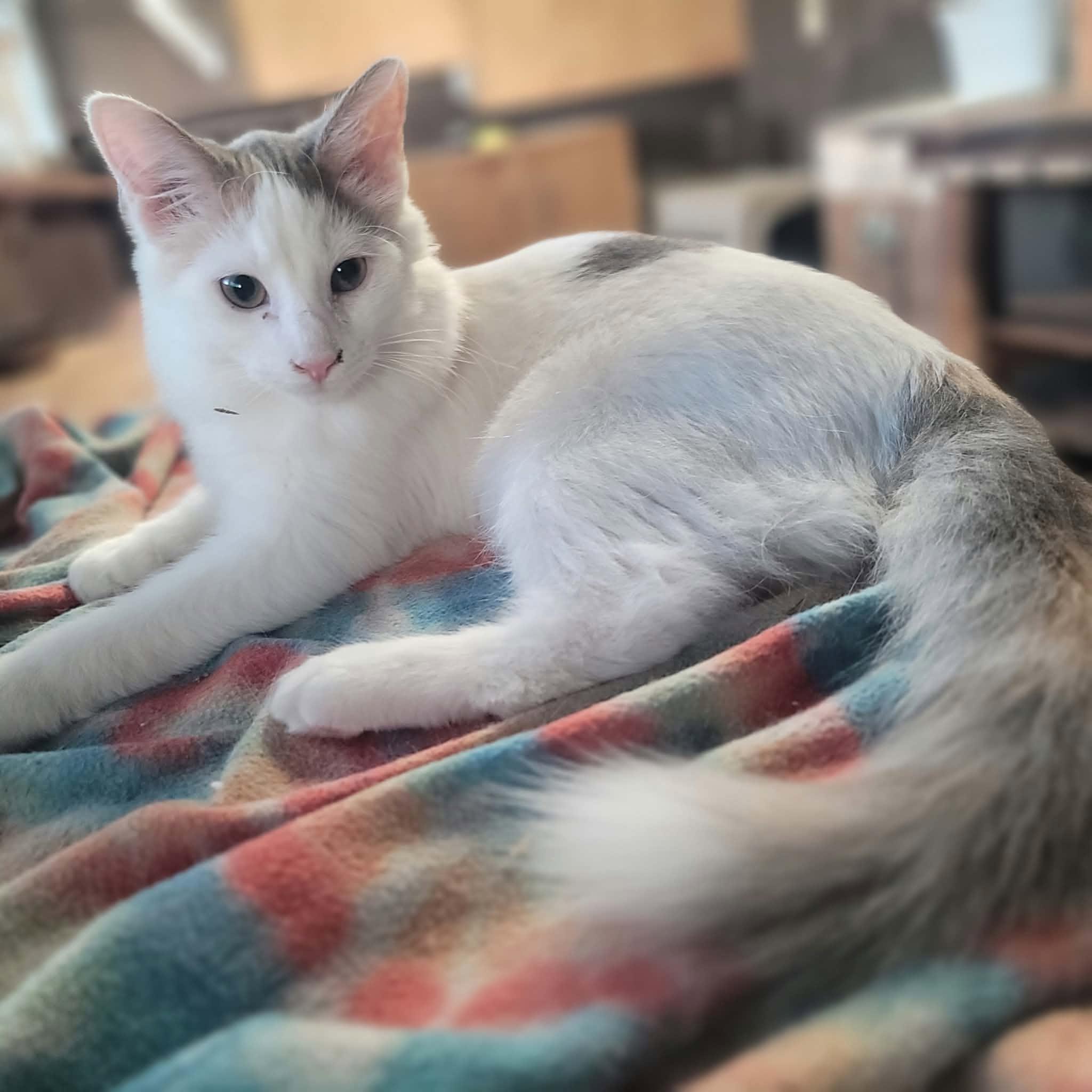Enlarge Marshmallow, a Adoptable Domestic Medium Hair in Dakota, IL image 1/3