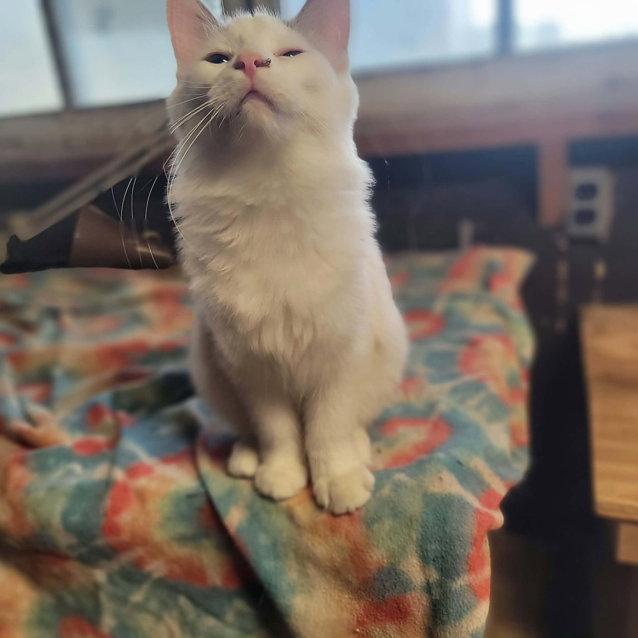 Enlarge Marshmallow, a Adoptable Domestic Medium Hair in Dakota, IL image 2/3