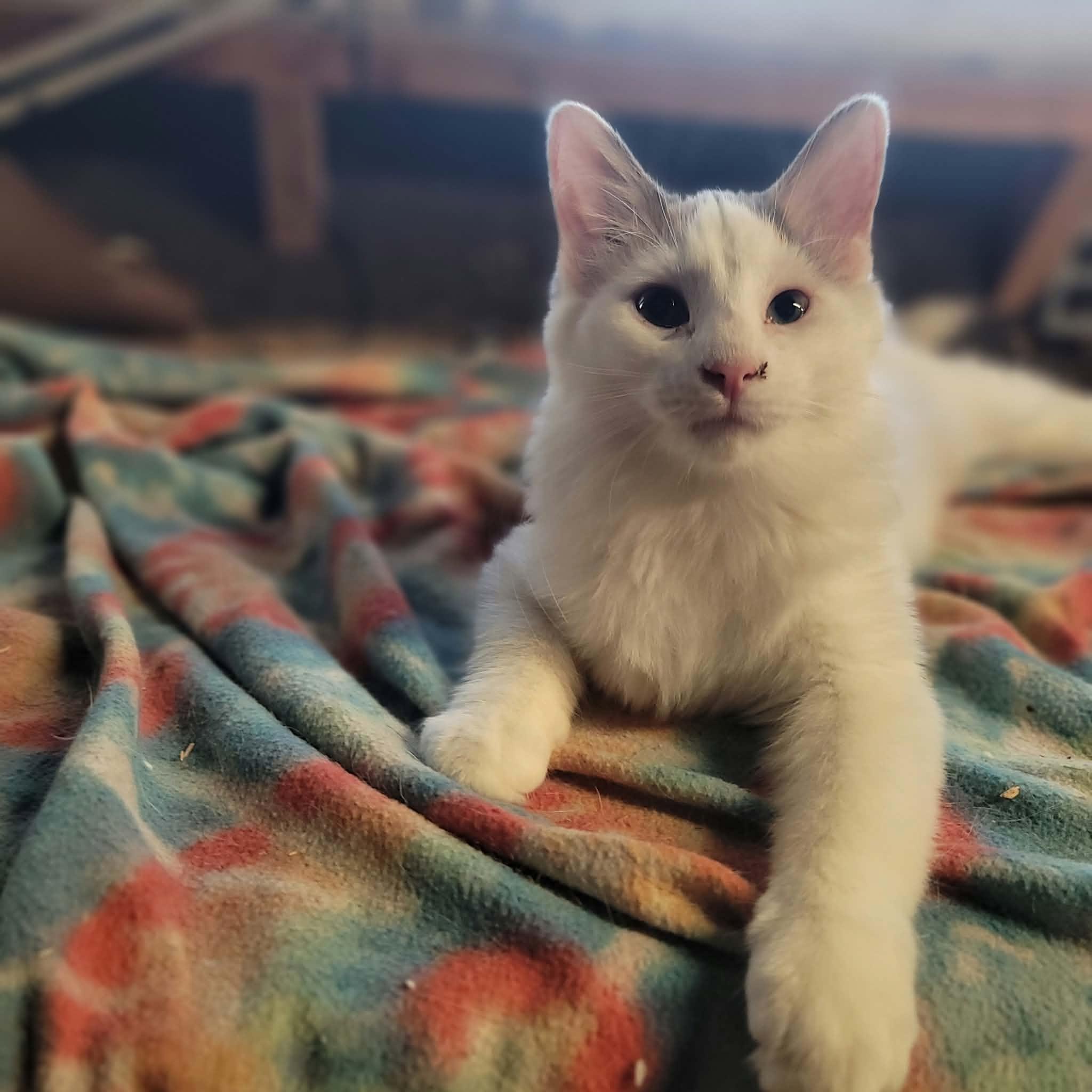 Enlarge Marshmallow, a Adoptable Domestic Medium Hair in Dakota, IL image 3/3