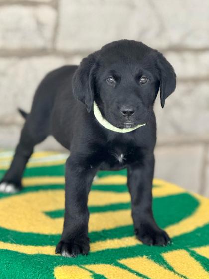 Lombardi thumbnail 3