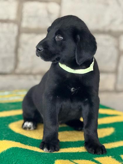 Lombardi thumbnail 4