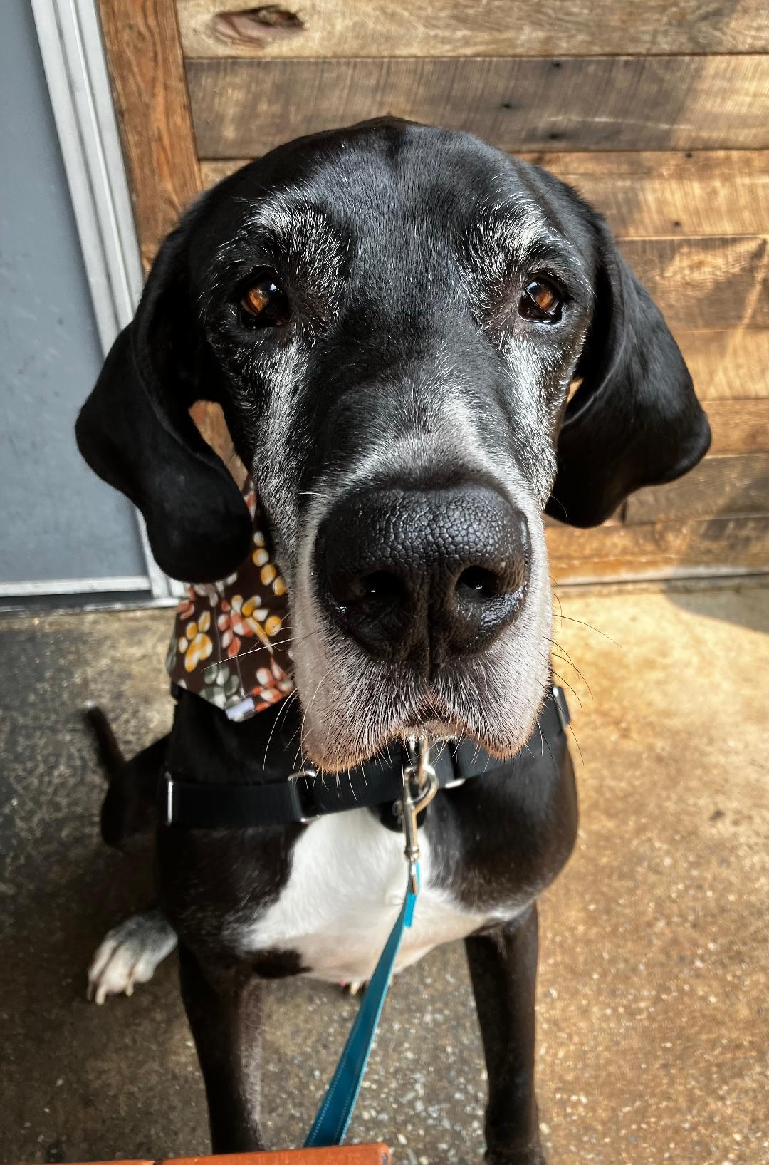 George, Adopted, Senior Male Great Dane.