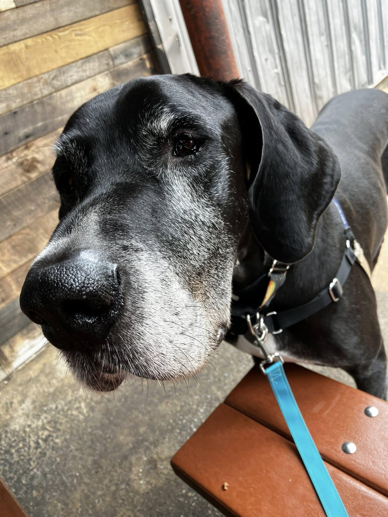 Enlarge George, a Adopted Great Dane in Iron Station, NC image 2/3