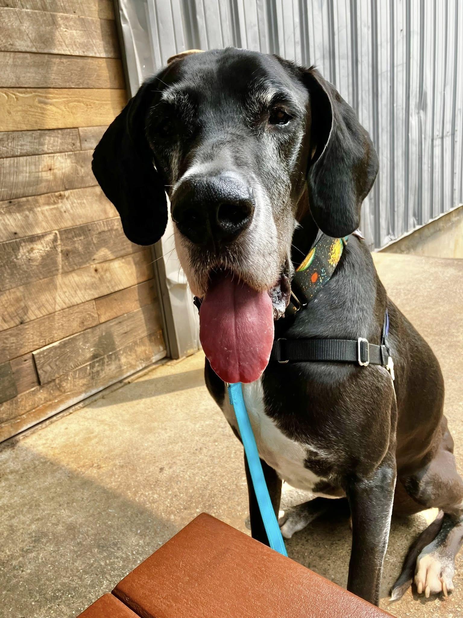 Enlarge George, a Adopted Great Dane in Iron Station, NC image 3/3