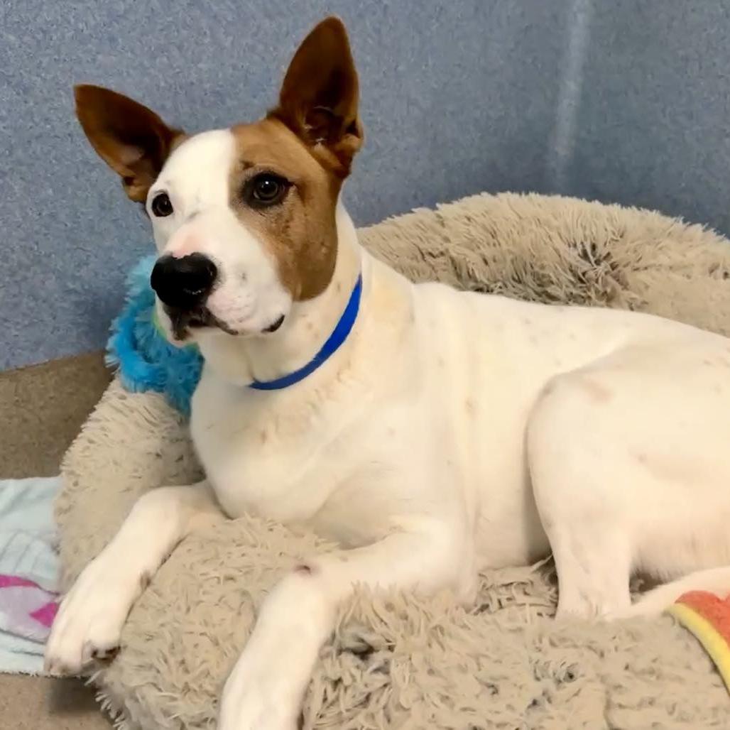 Tommy, Adoptable, Adult Male Australian Cattle Dog / Blue Heeler & Bull Terrier.