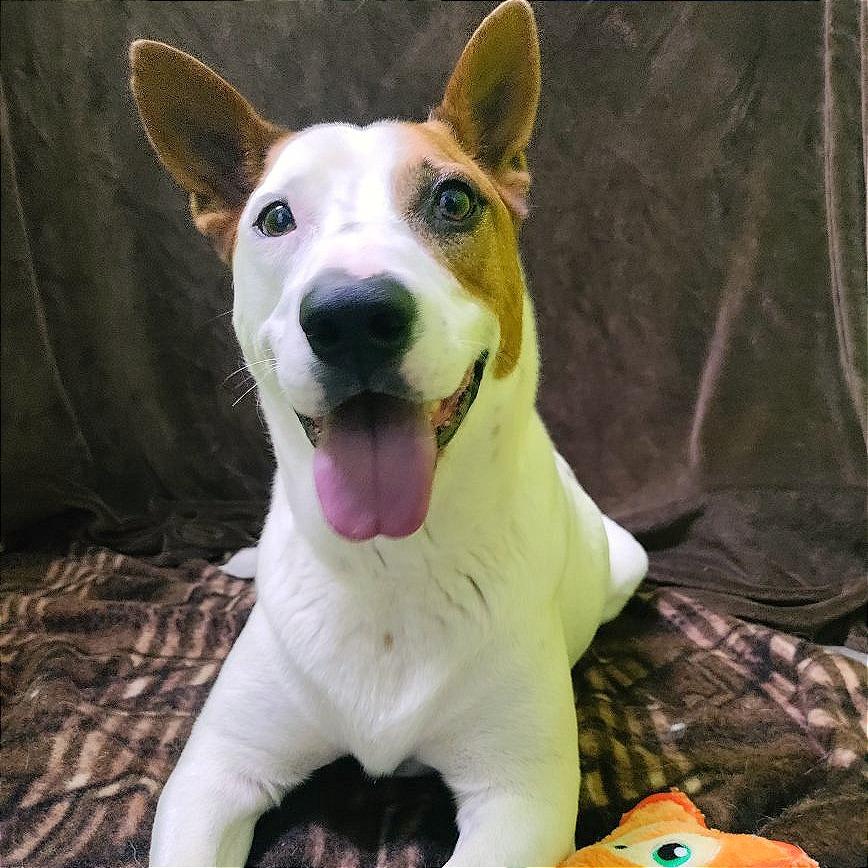 Enlarge Tommy, a Adoptable mixed breed in San Jacinto, CA image 2/6