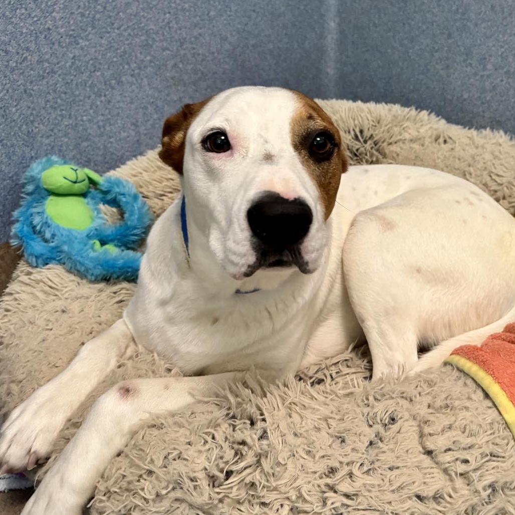 Enlarge Tommy, a Adoptable mixed breed in San Jacinto, CA image 4/6