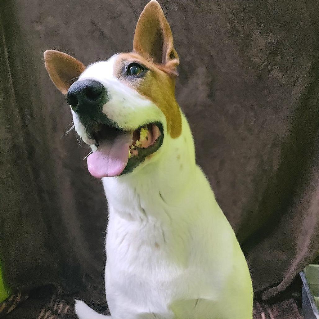 Enlarge Tommy, a Adoptable mixed breed in San Jacinto, CA image 5/6