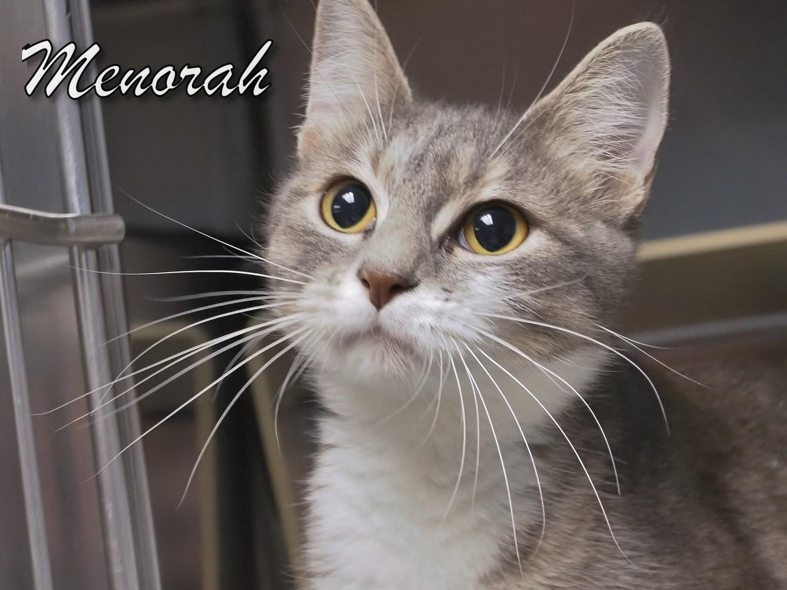 Enlarge Menorah, an adopted mixed breed in Cape May Court House, NJ image 2/4